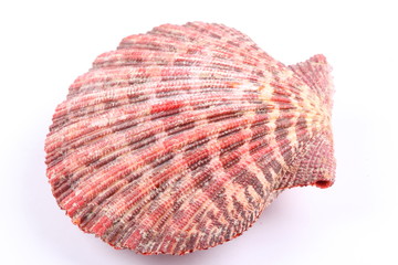 sea shell isolated on white