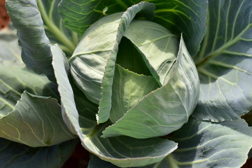 head of cabbage in the garden