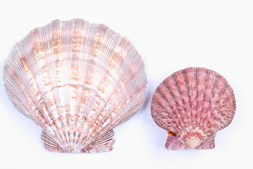 sea shell isolated on white