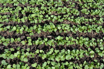 Seedlings sprouting in a vegetable garden