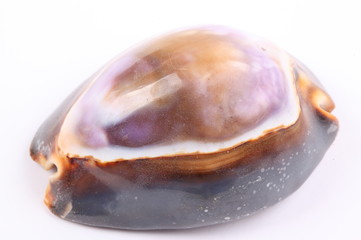 sea shell isolated on white