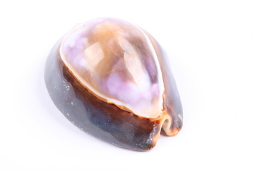 sea shell isolated on white