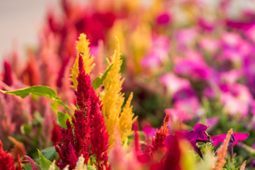 Cockscomb, Chinese wool flower