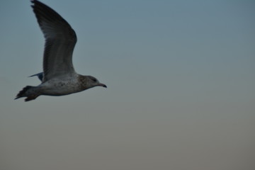 Vol de mouettes au-dessus d'un nid de touristes