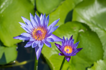 Lotus, water lily