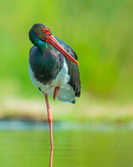 stork on green grass