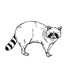 Raccoon icon outline