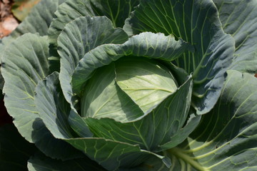 Obraz premium head of cabbage in the garden