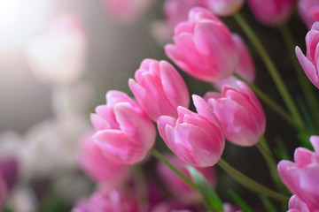 Colorful of tulips flowers against sunlight as floral background