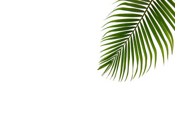 background, beautiful, bloom, closeup, coconut, coconut leaves, coconut tree, coconut tree leaf,...