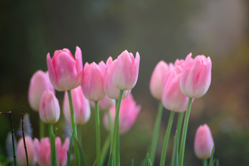 Colorful of tulips flowers against sunlight as floral background