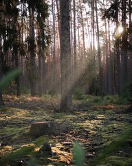 Wald herbst Sonnenstrahlen