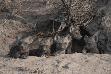 Hyena pups at den