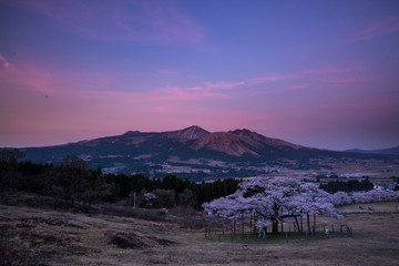 阿蘇の1本桜