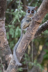 Lesser bushbaby