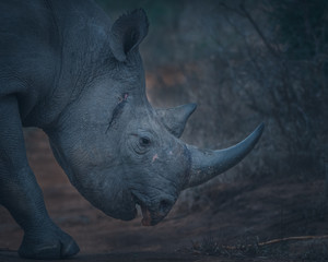 Obraz premium Black Rhino Bull