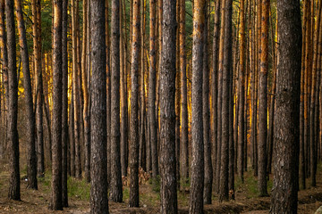 Obraz premium Pine forest of many trees on a sunny day