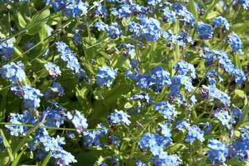 Verissmeinnicht, Myosotis