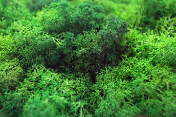 preserved moss green for the background