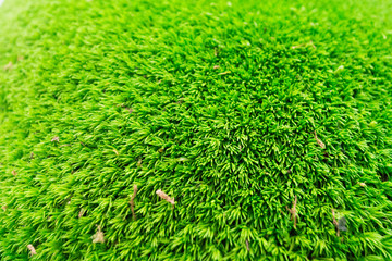moss green for the background