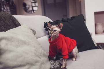 Sphinx cat in a red hoodie sitting on the couch in the room