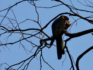 A black cockatoo breaks open a pine cone at Leura in the Blue Mountains