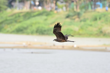 Flying kite