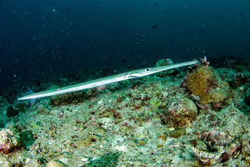 Flute trumpet fish while diving indonesia detail