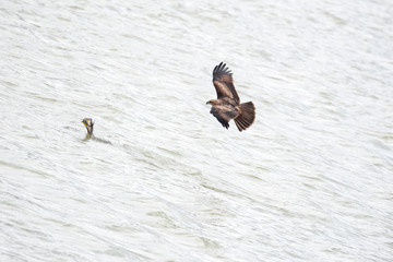 Kite chasing cormorant
