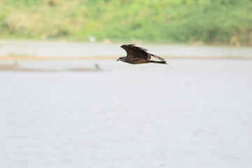 Kite