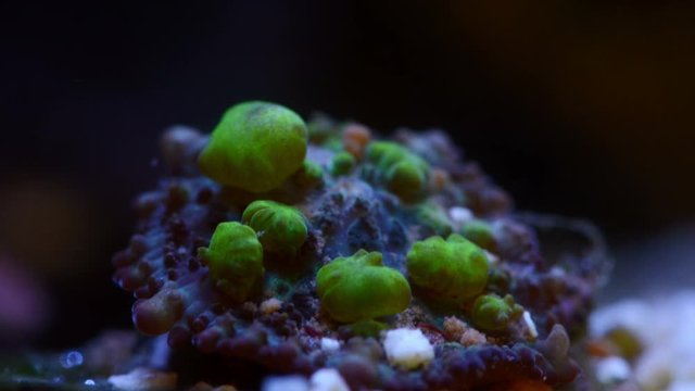 Green bounce Rhodactis mushroom coral