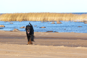 Dog breed Setter Gordon hunting in the lake