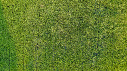 High angle view of green rice field.