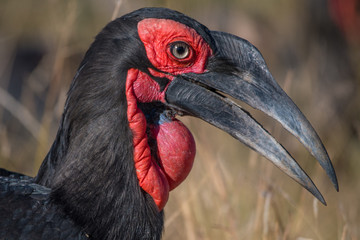 Ground Hornbill