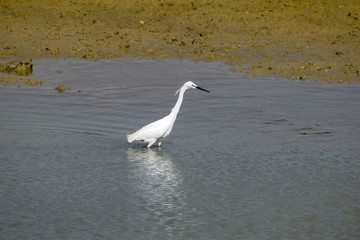 Egret