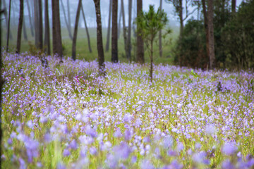 purple grass flowers field in national park of Thailand