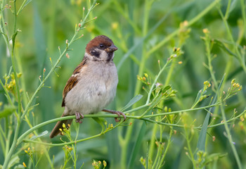 Summer time eurasian tree sparrow posing in greeny grass plants for a decent portrait 