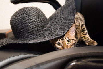 Bengal cat slyly looks out from under the hat.