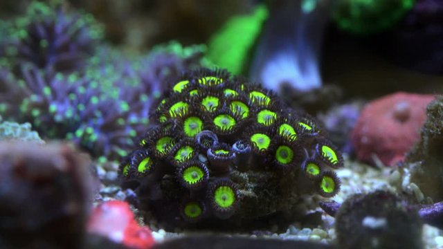 zoanthid coral polyp opening