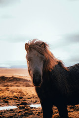 Fototapeta na wymiar Portrait of a beautiful Icelandic horses, in the autumn sunset lights, eco tourism, beauty of Icelandic fauna.