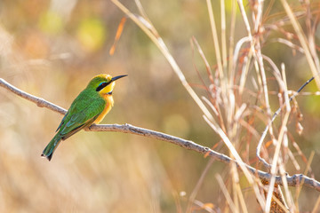 Little Bee eater