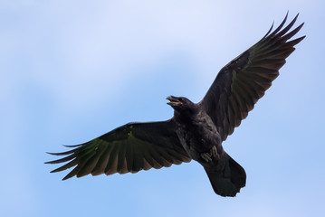 Obraz premium Immature Common Raven cries and flies in blue sky with stretched wings and tail and open beak