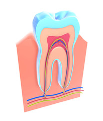 3d illustration of the section of a tooth showing the anatomical interior. The gum, capillary vessels and the nerve.
