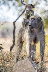 Mother baboon and baby
