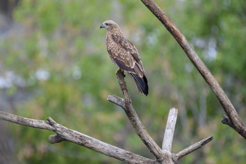 Black Kite