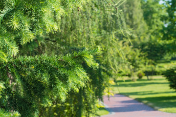 View of a park track with conifer trees