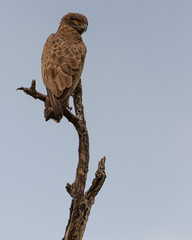 Brown Snake eagle on a branch