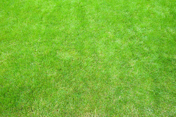 Fototapeta na wymiar Perfect natural lawn background