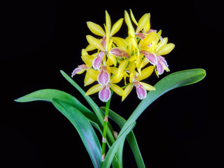 Epicattleya Kyoguchi 'Nishimino' a dwarf orchid flower