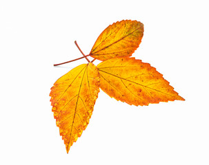 autumn leaves isolated on a white background
